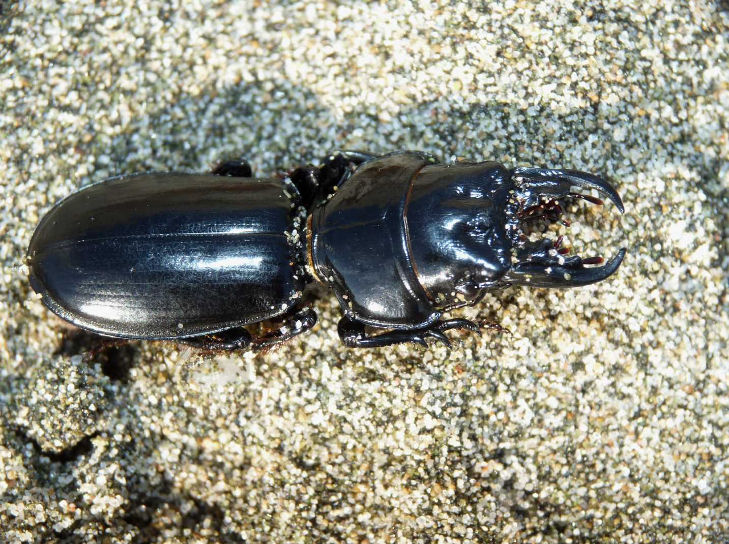 Scarites buparius maschio e femmina